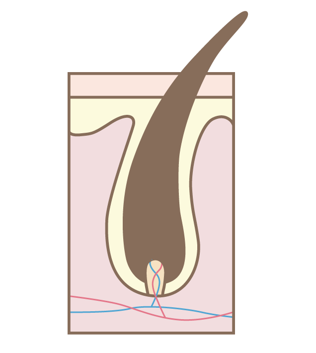 毛髮生長週期示意圖